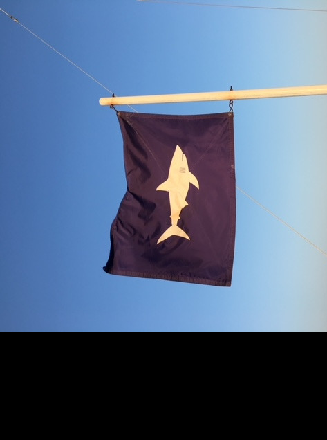 /images/pfpPhotos/uploads/CC0078/CC0078_Shark_9_crop.JPG