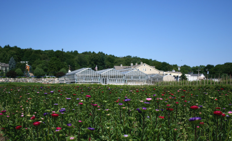 /images/pfpPhotos/uploads/SW0145/SW0145_aster_field_farm_10_crop.JPG