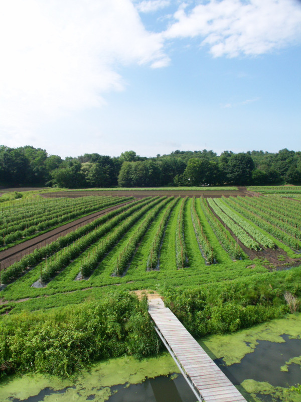 /images/pfpPhotos/uploads/SW0145/SW0145_bridge_in_field_14_crop.JPG