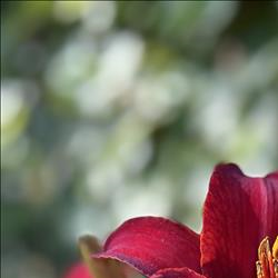 /pfpPhotos/uploads/AW0338/AW0338_IMG_0436_3_crop.jpeg