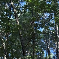 /pfpPhotos/uploads/JL0070/JL0070_IMG_5368_21_crop.jpeg