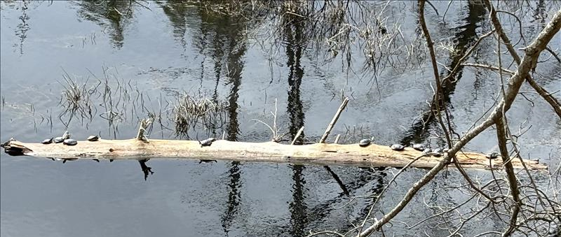 /pfpPhotos/uploads/PD0156/PD0156_TURTLEFRIENDS_72_crop.JPG