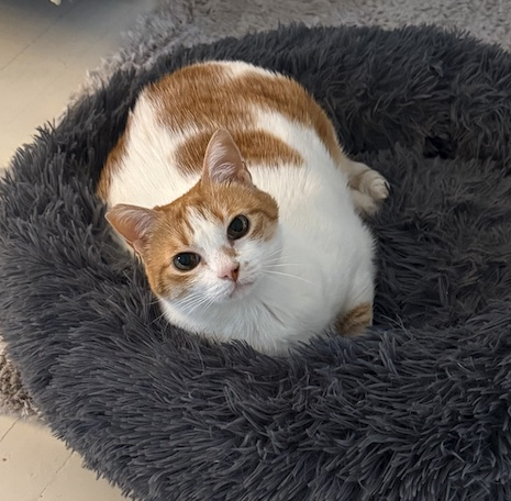 /pfpPhotos/uploads/PE0031/PE0031_Ginger-pic2025_27_crop.jpg